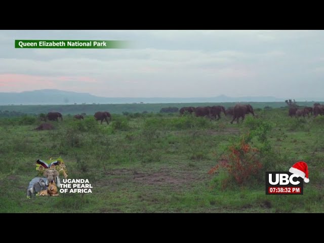 ⁣LIVE: BUFFALO SAFARI LODGE-QUEEN ELIZABETH NATIONAL PARK | DECEMBER 05, 2024