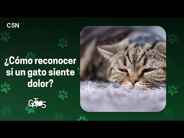 ⁣¿CÓMO RECONOCER si un GATO SIENTE DOLOR?