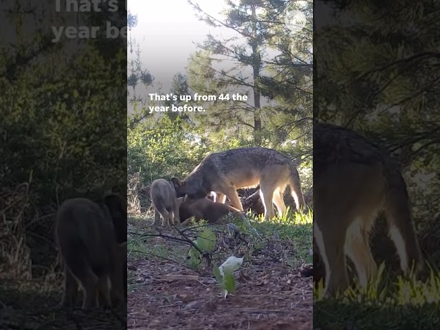 ⁣Gray wolf population rebounds in California with nine packs #Shorts