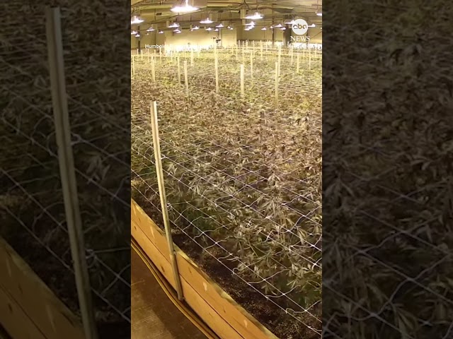 ⁣Security camera footage captures cannabis plants shaking during California earthquake