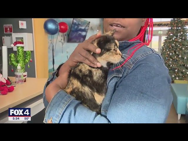 ⁣Fort Worth animal shelter to hold 'Home for the PAW-lidays' adoption drive