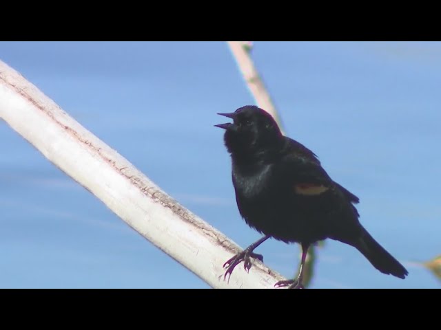 ⁣Nature center at Chatfield State Park offers perfect spot for bird-watching