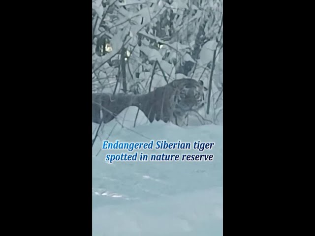 ⁣Endangered Siberian tiger spotted in northeast China nature reserve