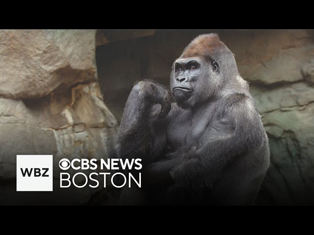 ⁣Gorilla at Franklin Park Zoo undergoing anesthesia to determine health issues