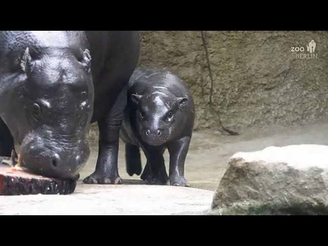 ⁣NO COMMENT: Toni, el hipopótamo pigmeo de Berlín, a la caza de golosinas