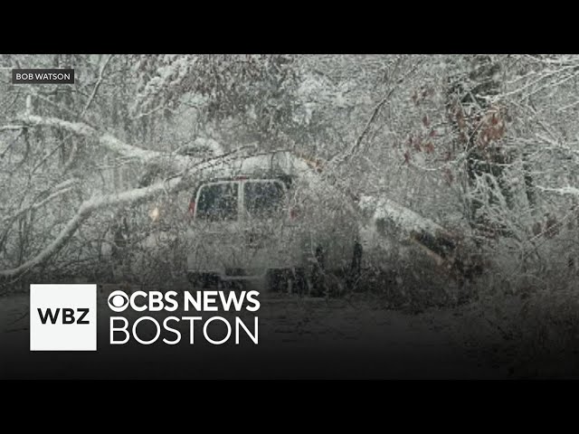 ⁣Driver rescued after tree falls on van in Oxford