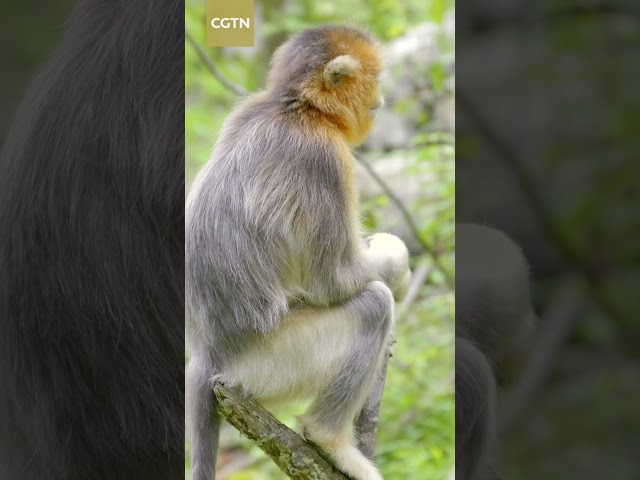 ⁣Curious little golden snub-nosed monkey spotted in Sichuan