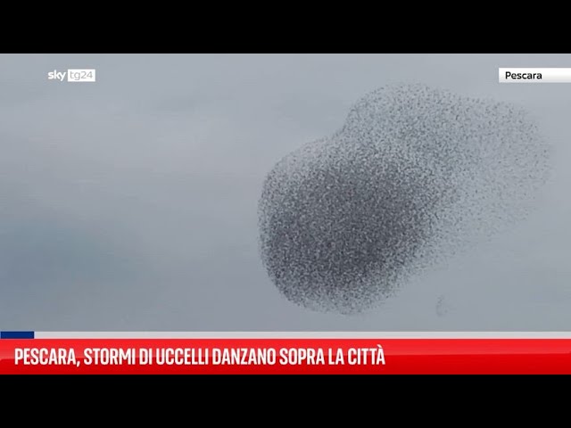 ⁣Pescara, la danza degli stormi sopra la città