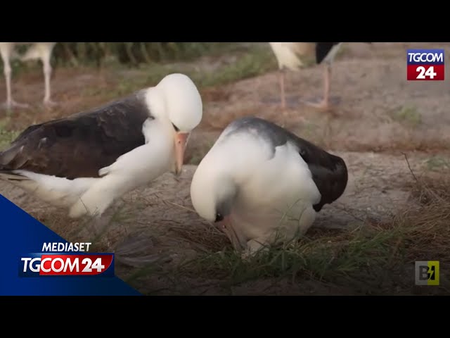 ⁣L'uccello più vecchio al mondo depone un uovo a 74 anni