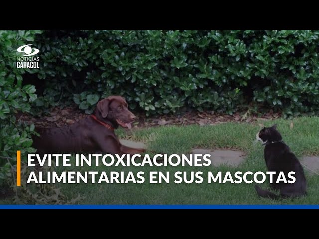 ⁣Así puede evitar intoxicaciones alimentarias en sus mascotas: cuide a los animalitos