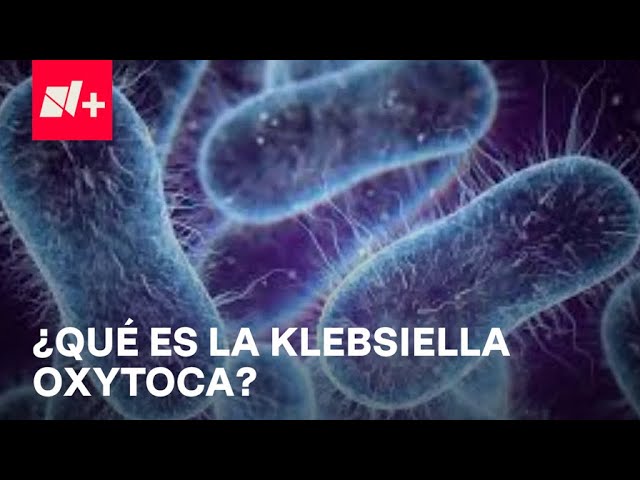 ⁣Klebsiella Oxytoca: Qué es, síntomas y riesgos de la bacteria - Despierta