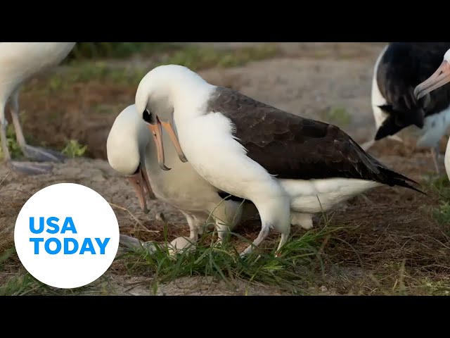 ⁣World's oldest-known wild bird lays new egg at age 74 | USA TODAY