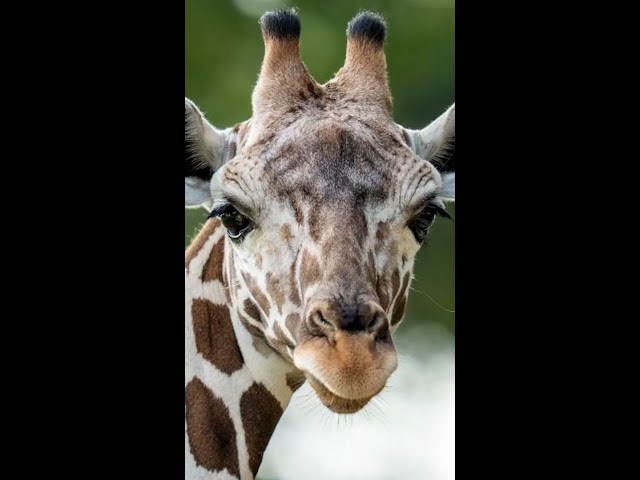 ⁣Waffles, a reticulated giraffe, welcomed to the San Antonio Zoo #Shorts