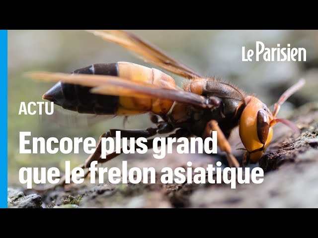 ⁣Un nouvelle espèce de frelon géant débarque en Europe