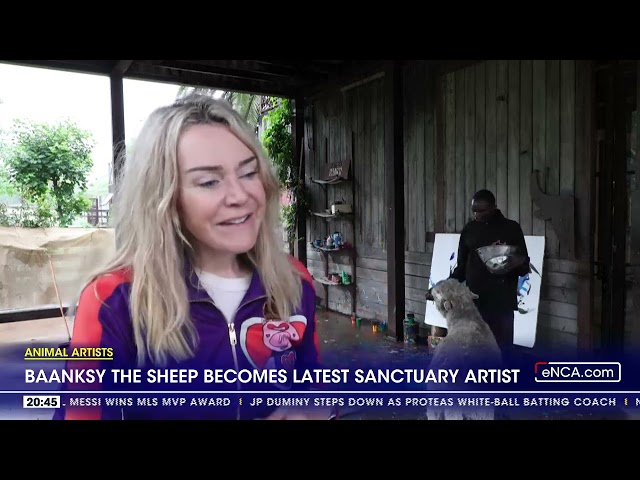 ⁣Baanksy the sheep becomes latest sanctuary artist