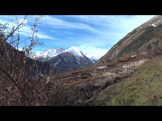 ⁣Cave Mont Blanc, i vigneti eroici dop più alti d'Europa