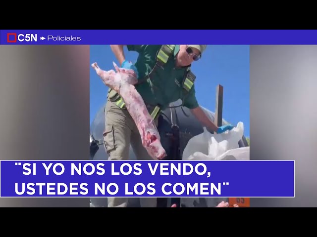 ⁣NEUQUÉN: un hombre TIRÓ LECHONES faenados porque se los iban a DECOMISAR