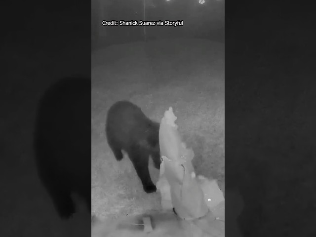 ⁣A bear wasn’t going to let the Grinch steal Christmas from a Florida family. #news #animals