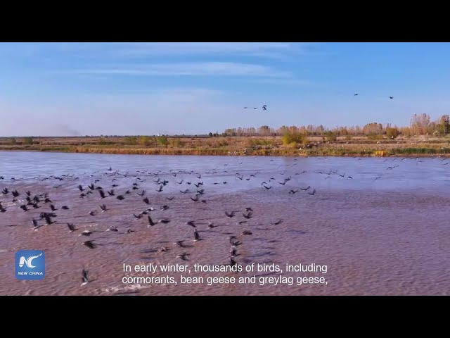 ⁣Thousands of birds gather at Yellow River Valley in northwest China