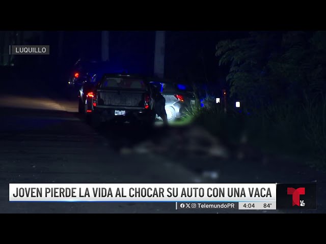 ⁣Iba de camino al trabajo: muere joven tras impactar vaca en Luquillo