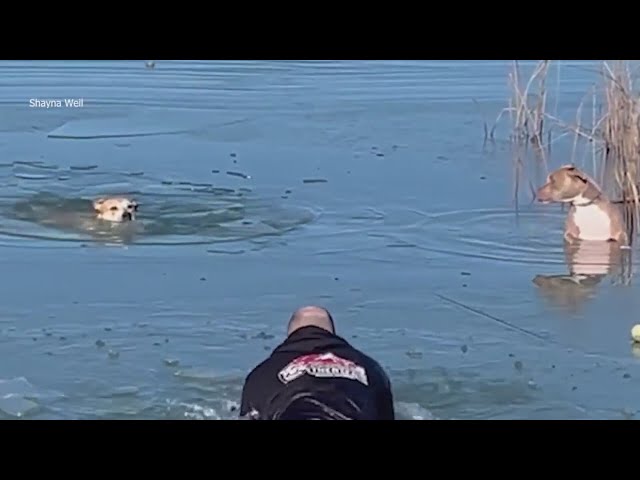 ⁣Owner rescues dogs that fell through ice in a Boulder lake