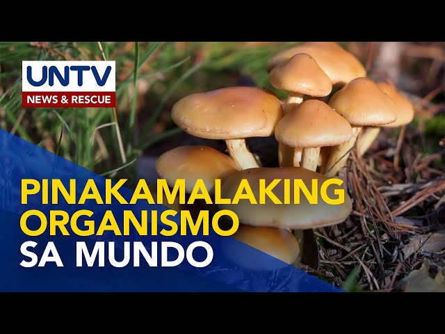 ⁣Alamin: Pinakamalalaking organismo na nabubuhay sa mundo | Wonders of Creation