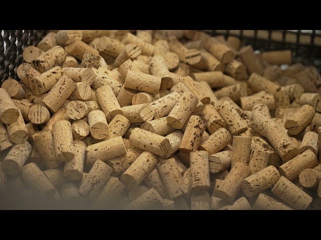 ⁣How cork — the same material used to seal wine bottles — could save the planet