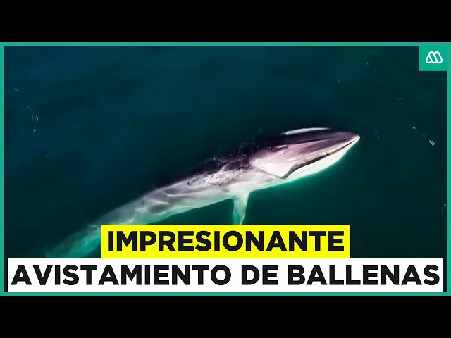 ⁣Impresionante avistamiento de ballenas en las costas de Chile