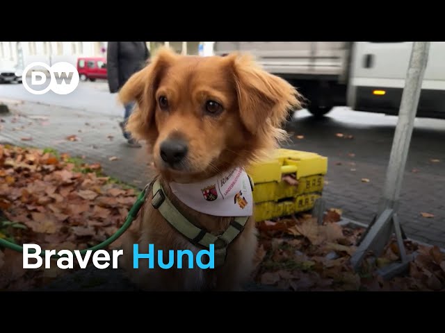 ⁣Therapiehund Little Joe geht zur Uni | Fokus Europa