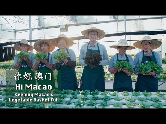 ⁣Hi Macao | Keeping Macao's vegetable basket full