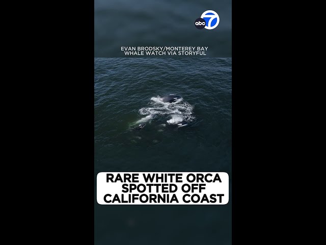 ⁣Rare white orca spotted off California coast