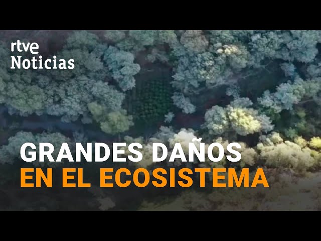 ⁣El AUGE de los NARCOBOSQUES: MACROPLANTACIONES en ZONAS FORESTALES y MONTAÑOSAS | RTVE Noticias