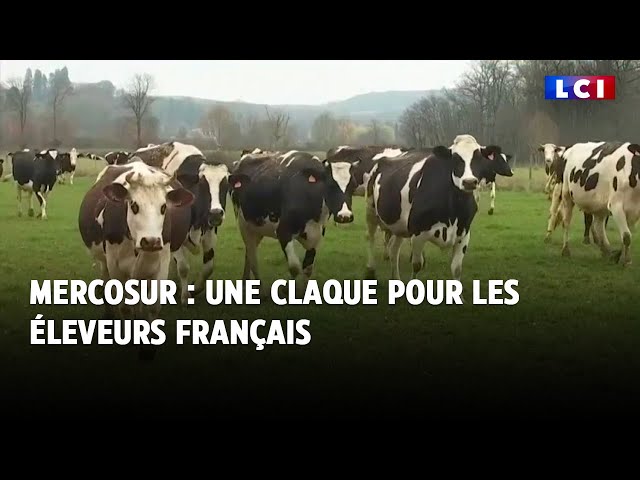 ⁣Mercosur : une claque pour les éleveurs français ｜LCI