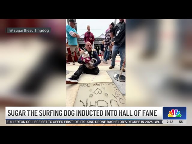 ⁣Huntington Beach dog inducted into Surfs' Hall of Fame