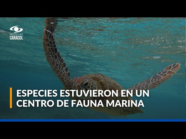 ⁣Más de 70 tortugas marinas fueron liberadas en Santa Marta