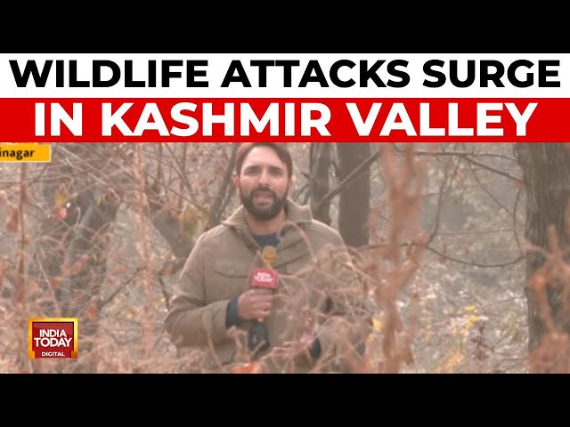 ⁣Man-Animal Conflict Escalates In Kashmir: Bears And Leopards Enter Human Settlements