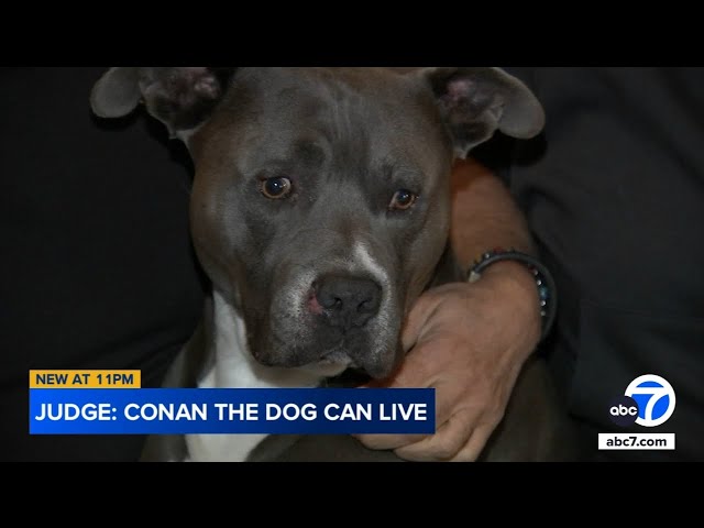 ⁣Owners speak out after Burbank dog avoids euthanasia