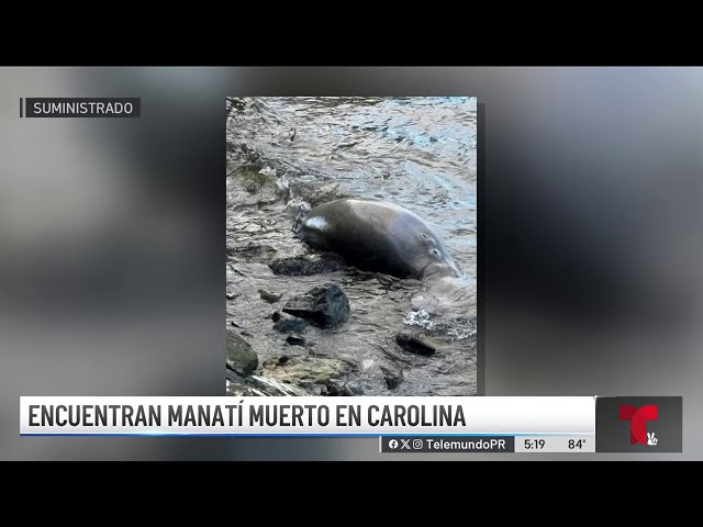 ⁣Encuentran manatí muerto debajo de un puente en Carolina