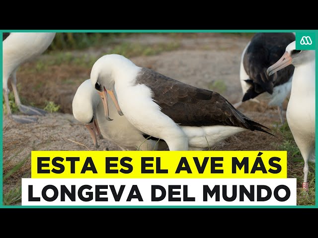 ⁣Tiene 74 años: Esta es el ave silvestre más longeva del mundo