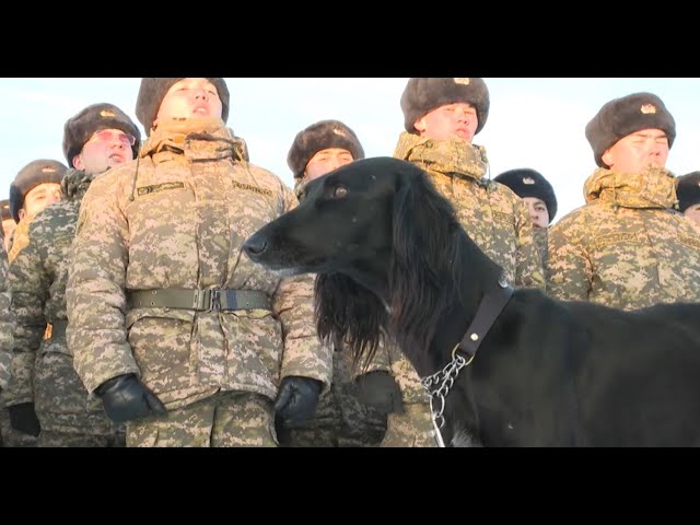 ⁣Қазақ тазысы сарбаздармен бірге сапта жүр