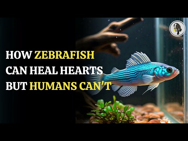 ⁣Why Zebrafish Can Regenerate Their Hearts, But Humans Cannot | WION Podcast