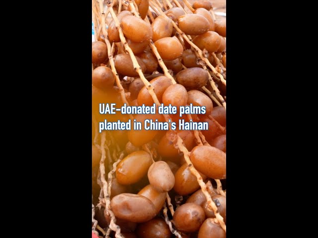 ⁣UAE-donated date palms planted in China's Hainan