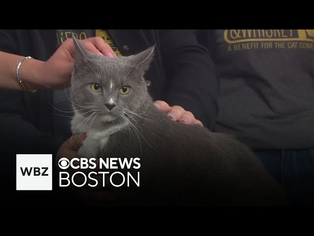 ⁣Bonded trio and two young kittens up for adoption through The Cat Connection