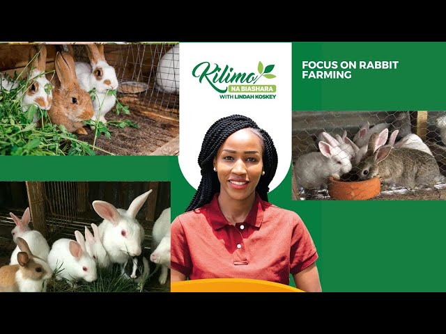 ⁣Focus On Rabbit Farming | Kilimo na Biashara