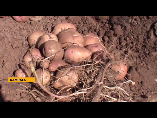 ⁣Potato production  - EAC countries seeking harmonization of certification standards for seed Potato