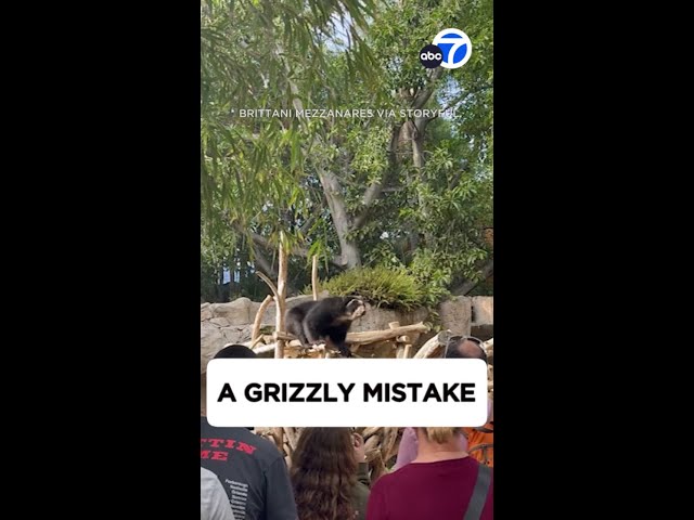 ⁣Oh no! Bear falls off branch at San Diego Zoo