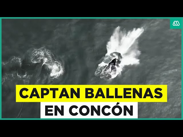 ⁣Impresionantes imágenes de ballenas en Concón: Fueron captadas con drone