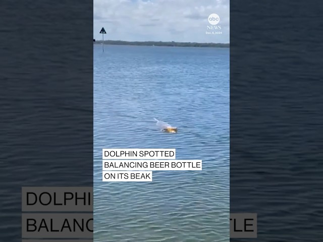 ⁣Dolphin balances beer bottle on its beak