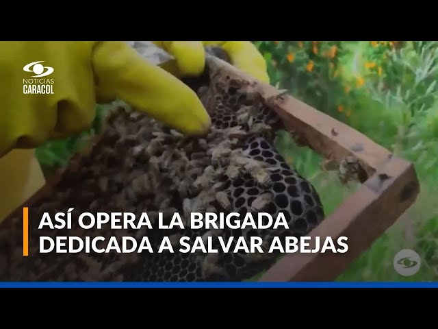 ⁣Rescatistas de abejas: cómo lograron salvar a estos polinizadores y parte vital de los ecosistemas