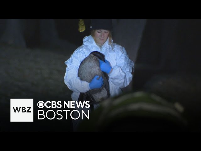 ⁣Wildlife rescue groups help birds covered with oil after spill in Boston's Muddy River